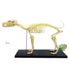 강아지 뼈 모형 골격 샘플 수의학 교육 자료 모델 교습도구 개 표본 동물, 3박스