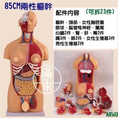 客滿來 85CM 兩性驅幹 泌尿科 輸尿管鏡、膀胱鏡練習模型 (可拆23件), 1個, 85CM兩性軀幹可拆23件ARWU