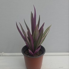 부자란 소품 개업식물 집들이 화분 반려식물 그린식물팜, 1개