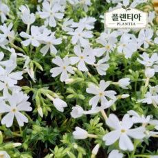 꽃잔디 모종 화이트 흰색꽃잔디 포트묘 잡초방지 노지월동 지피식물 조경 야생화 다년초 농장직송, 30개