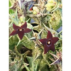 팅커벨 흑룡각중품