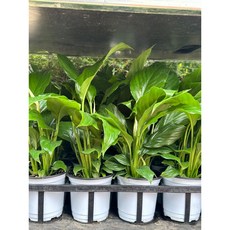 구칠즈 스파트필름 소형 공기정화식물 미세먼지제거 플랜테리어 102529, 1개