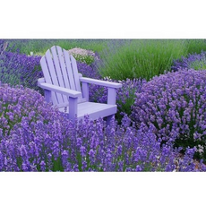 라벤다 잉글리쉬퍼플 노지월동다년초 묘종3개묶음 허브 규격10cm화분묘 꽃심야생화, 3개