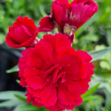 향기나는 향카네이션 월동가능 그래꽃이다, 랜덤, 1개