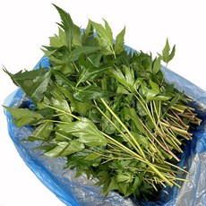 당귀잎 장아찌용 쌈당귀 쌈채소 잎당귀 1kg, 당귀잎 1kg