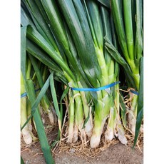 깐대파 국산 대파 다듬은대파 1kg 3kg 5kg, 1개