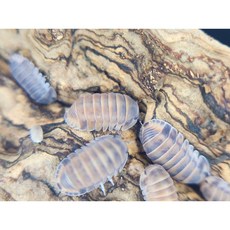 [70종] 등각류 분해생물 쥐며느리 톡토기 비바리움 교육용, 1세트, 레드팍총 5마리