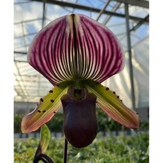 [루반정원] Paph. Doya You Beautiful, 1개