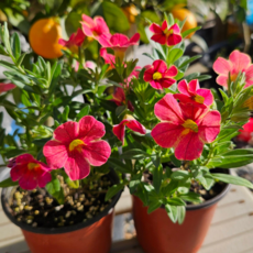 안녕두구동 칼리브라코아 밀레니엄벨 체리바나나 소품 1+1 한세트