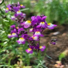 [나은식물원][애기금어초] 보라 10cm 2포트