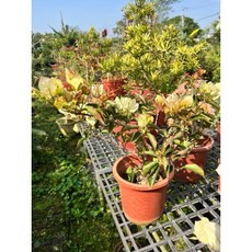 霏霏園藝 印度索菲亞 最新品種 植物 售價700元, 1個