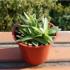 花樣渼栽盆栽生活館 韓國左手香 多肉觀葉植物, 植株+3寸盆土