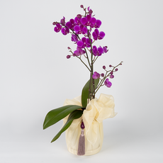 [그래 난] 보자기난 (서울.경기.인천 무료 당일배송!) 만천홍 호접란 동양란 서양란 보자기난 어버이날 스승의날 개업 취임 승진 병문안 꽃배달 난배달, 1개