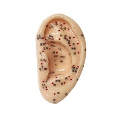 [인체모형] 귀모형 7.5cm 교육용모형 실습용모형 HEZY-2002, 1개, 1개입