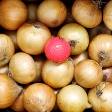 [울팜] 국내산 장아찌용 창녕 꼬마 양파, 1개, 양파(장아찌용) 10kg