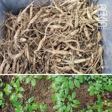 무농약 3년근 장뇌삼 인삼 모종 산양삼 산삼 묘삼 뿌리, 장뇌삼3년근 1뿌리, 1개
