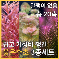 [수초농부] 검역 쉬운 가성비 붉은수초 3종세트 달팽이 없음 총 20촉 ( 레드카붐바 / 로탈라 왈리키 / 로탈라 블러드 레드 ), 1세트