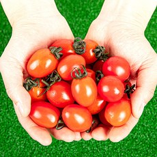 스테비아방울토마토 토망고 다이어트과일 자달토마토, 1kg, 1개