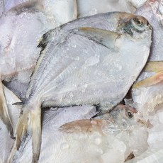 농가살리기 신선도 높은 자연산 서남해 횟감 병어, 1개, 1kg (8-10미 내외/비손질)