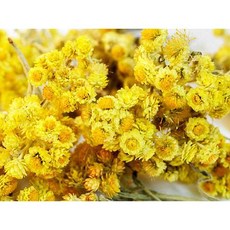 NEW DIRECTIONS 永久花精油 蠟菊純精油分裝罐, 1個, 2ml