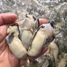 청담농수산 특품 통영 생굴 횟감용 김장용, 1개, 2kg