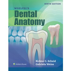 (영문도서) Woelfel's Dental Anatomy Paperback, Jones & Bartlett Publishers, English, 9781496320223