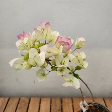 부겐빌레아 아이보리핑크 소중포트159 꽃비종합원예, 1개, 사진참조