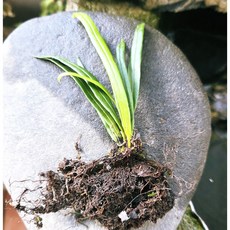 산일엽초 소품 일엽초 테라리움 비바리움 실내인테리어 실내식물 디디플랜트