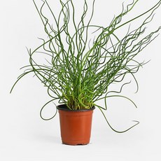마이플랜트 스프링 골풀 식물 모종 소품 공기정화식물, 3개