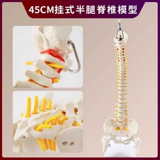 모형 실습 인체 교구 교육 스탠딩, 1개, 45cm 걸이형 척추+반쪽 다리뼈