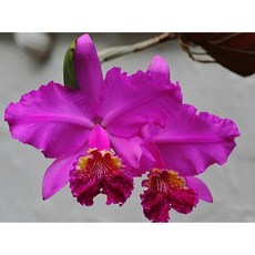 [신라난농원]카틀레야원종.Cat.walkeriana fma.rubra.워크리아나 루브라.실생.개화주.예쁜진한핑크색.예쁜꽃모양.아주좋은향.고급종.귀한품종.인기상품.필독뒷사진참고., 1개