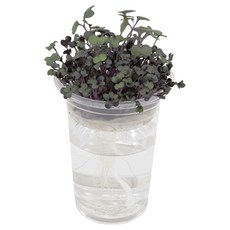 초등방학 탐구생활 식물재배 새싹키우기 4종 어린이식물키우기세트 실내식물키우기, 2개