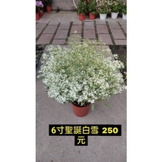 霏霏園藝 聖誕白雪 6吋盆栽, 1個