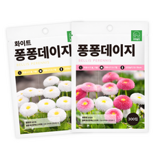 주주씨앗 키작은 데이지 씨앗 2종세트 당년개화 잉글리시 데이지 600립, 1개