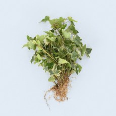 마이플랜트 은 아이비 세척 모종 소형 수경재배식물, 1개