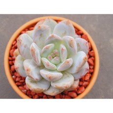 다육식물 오렌지먼로 토분에 심으진 다육이 분갈이 필요없는 다육화분 홈가드닝 화분째 배송합니다. 로뎀다육