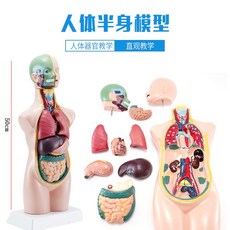 인체모형 반신 장기 심장 해부학 탈착식 몸통 구조 교구, 인체 모형