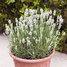 어린모종 허브 잉글리쉬라벤다 8cm분, 1개, 엘레강스 스노우