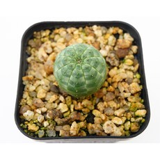 유포르비아 오베사 실생 미니 Euphorbia obesa 야구공선인장 코덱스 아프리카식물, 1개, 단일
