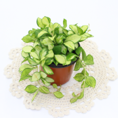 [골든플랜트] 바리에가타 호야휴스켈리아나 특A급 소품 실내감성 인테리어 공기정화식물, 1개