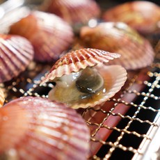 제철 통영 세척 선별 홍가리비 생물 가리비, 1개, 통영 홍가리비 2kg