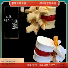 척추 요추 디스크 인체모형 해부학 교육용 골격 구조 실습 정형외과 교구, 하얀