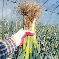 국산 깐대파 1kg, 1개