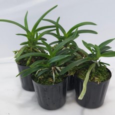 안녕두구동 소엽풍란 3+1 4포트 향기나는식물 꽃 난초