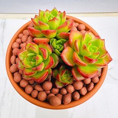 레티자아 농장직송 산아래 다육이 생명력최고 키우기쉬운 공기정화 전자파차단 다육 식물 선인장, 럭셔리, 1개