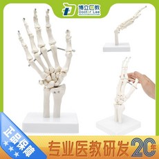 교육용 해부학 실물 어깨 모델 뼈 인간 학습 근육 관절 크기 도구 골격, I. 모델 i