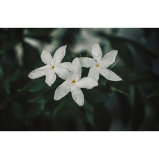 生活態DO頂級法國茉莉花精油(原精萃取)(天然來源)身體乳液，深層滋潤，天然呵護, 10ml, 1個