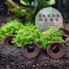 AC草影 迷你矮珍珠陶瓷蝦管, 1個, 陶瓷土管+迷你矮珍珠