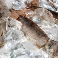 급냉 찜용 한치 한치회 오징어 숙회 제철 500g, 1세트, 한치 500g(7-13미)