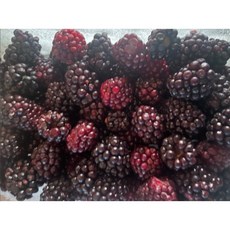 슈퍼 복분자 햇 급냉생과 블랙베리 [원산지:국산(전라북도 고창 김제시등)], 1박스, 1kg